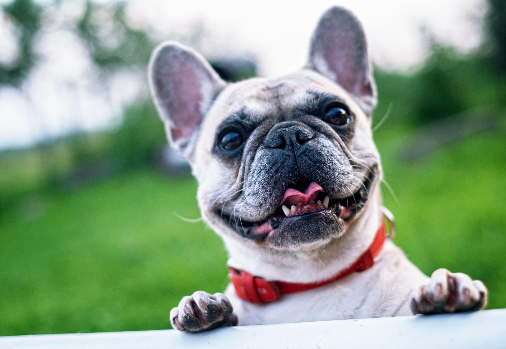 Buldog