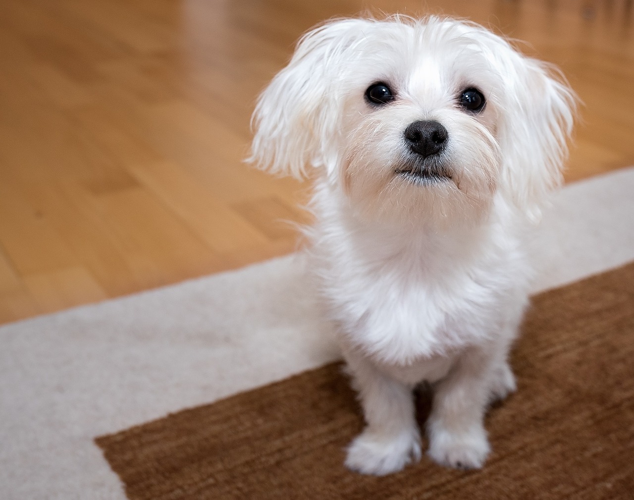 Maltezer